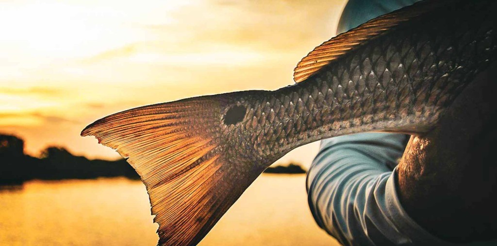 How to Catch Redfish in the Gulf of Mexico