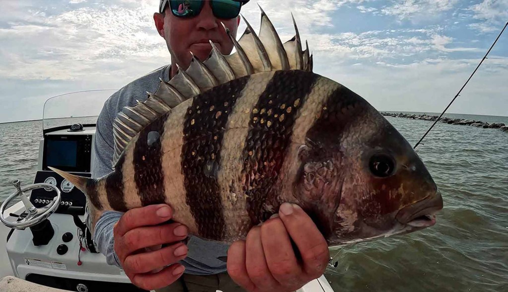 How to Catch Sheepshead in the Gulf of Mexico
