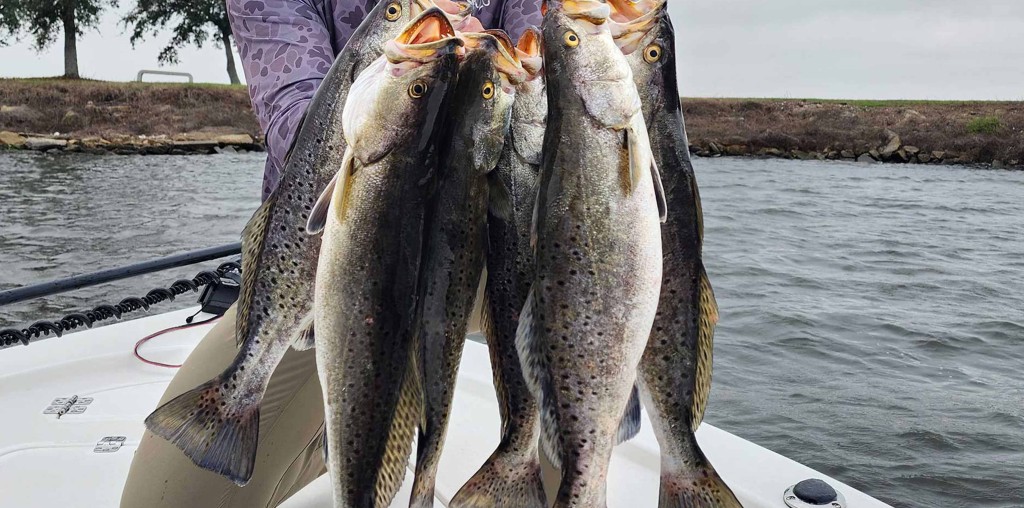 How to Catch Speckled Trout in the Gulf of Mexico