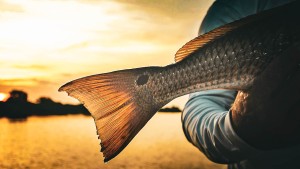 catching_redfish_fishing_landed-1